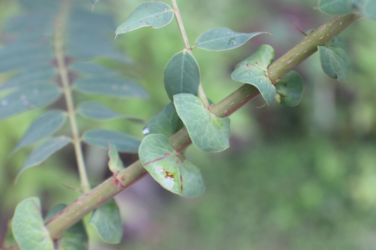 Senna auriculata (L.) Roxb.